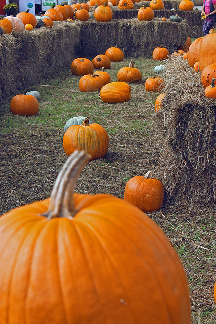 Get In the Harvest Spirit With These Fall Events and Activities Near Union Wharf