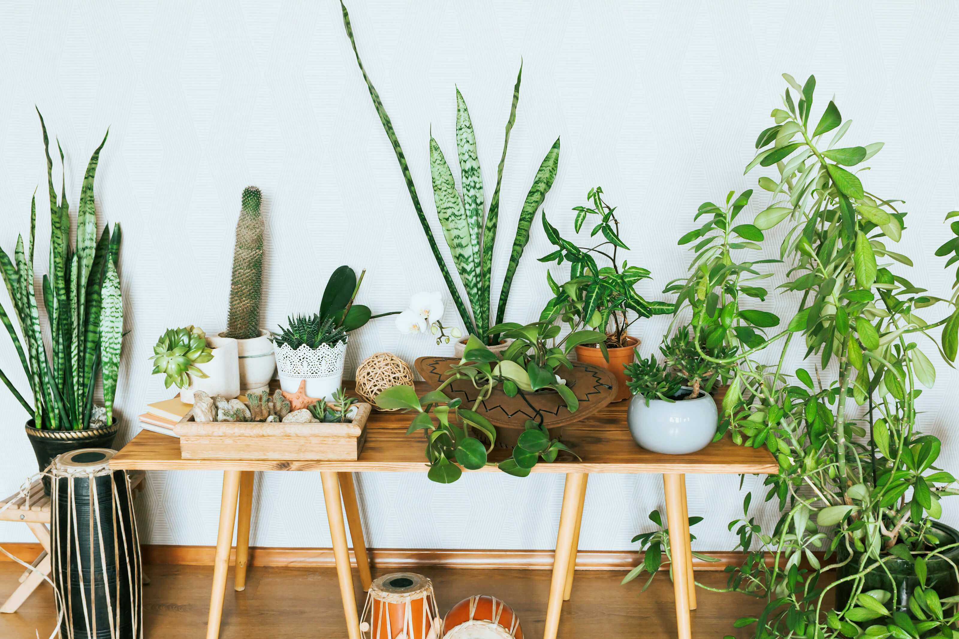 Add Some Green to Your Union Wharf Apartment Home this National Indoor Plant Week