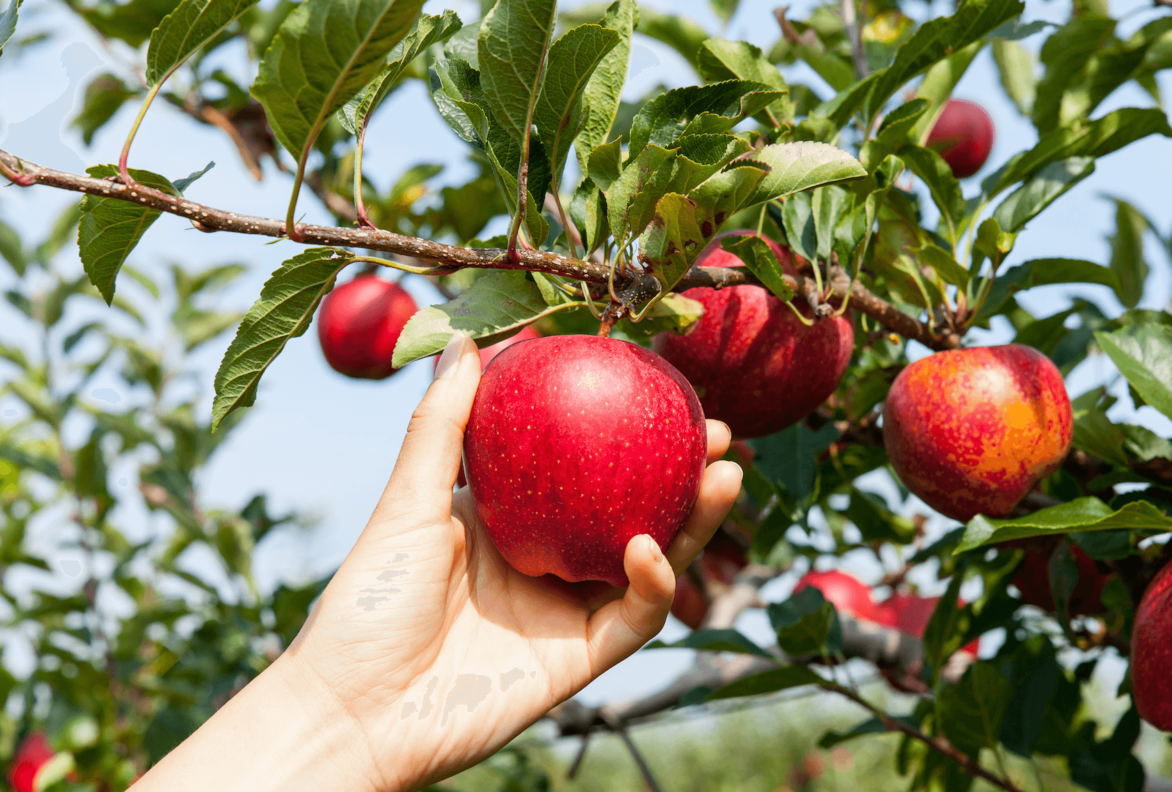 Take Your Pick: Apple Picking in Maryland this Fall